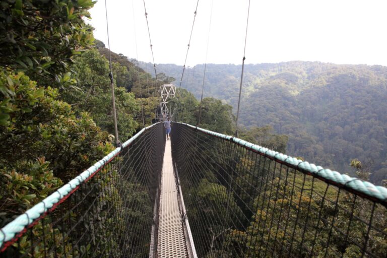 Explore the Beauty of Nyungwe